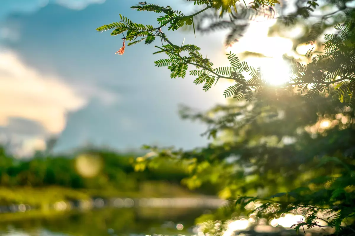 Close-up of green tree branches with sunlight shining through the leaves near a calm river or lake.